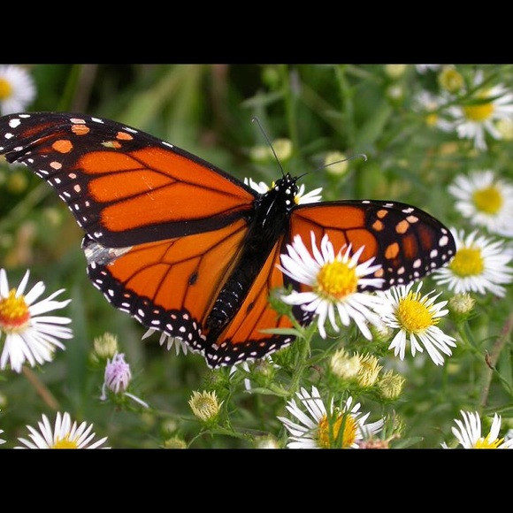 Meet your Posher, Ishrag