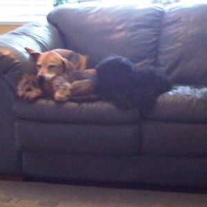 Meet your Posher, Becky