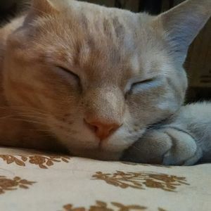 Meet your Posher, Deborah