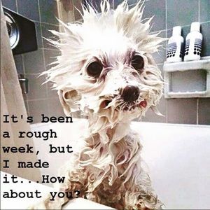 Meet your Posher, Lori