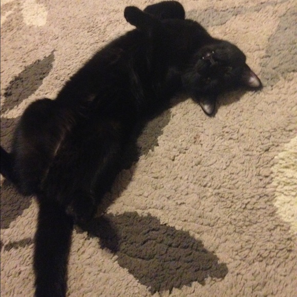 Meet your Posher, Taylor - Picture 3 of 4