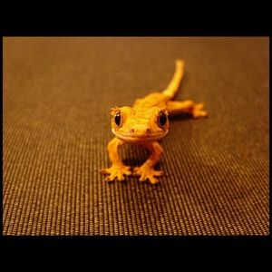 Meet your Posher, Bridget