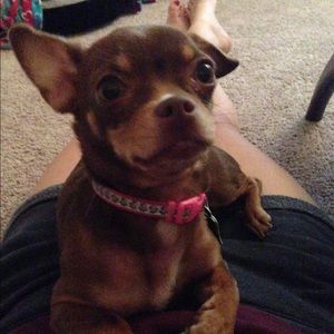 Meet your Posher, Tara