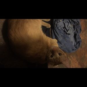 Meet your Posher, Renee