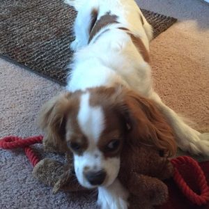 Meet your Posher, Ava