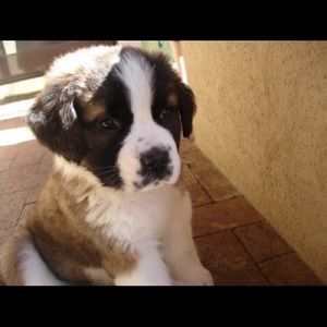 Meet your Posher, Maddie