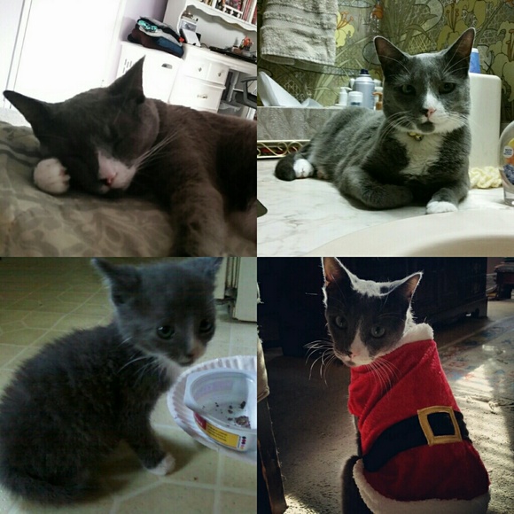 Meet your Posher, Maggie - Picture 3 of 3