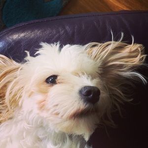 Meet your Posher, Alexa