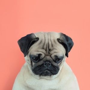 Meet your Posher, Greg