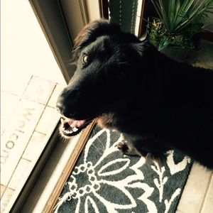 Meet your Posher, Allie