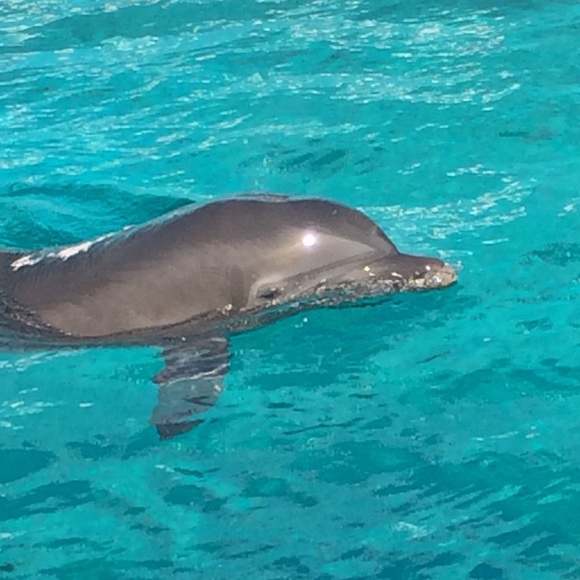 Meet your Posher, Luz - Picture 1 of 1