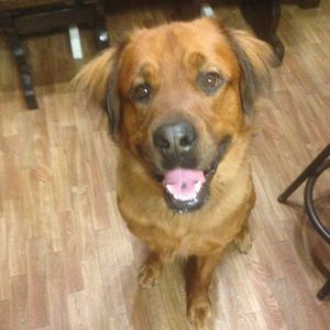 Meet your Posher, Brook