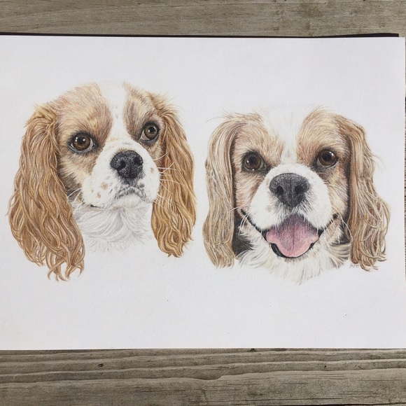 Colored pencil pet portrait (less on 🅿️) - Picture 1 of 4