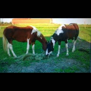 Meet your Posher, Tammy