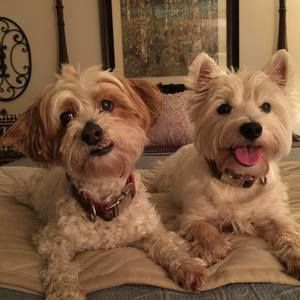 Meet your Posher, Evie