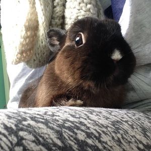 Meet your Posher, Abby