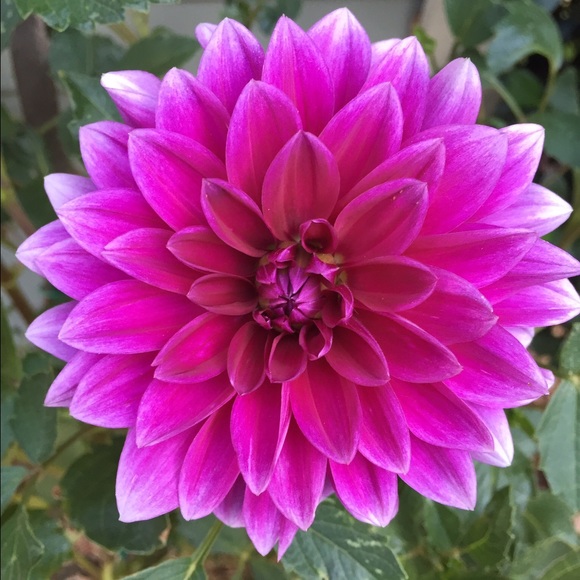 Meet your Posher, Shelley