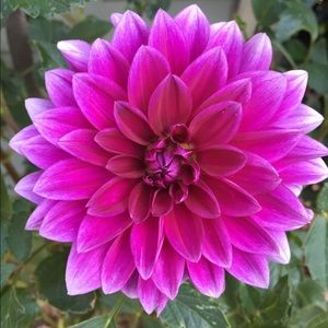 Meet your Posher, Shelley