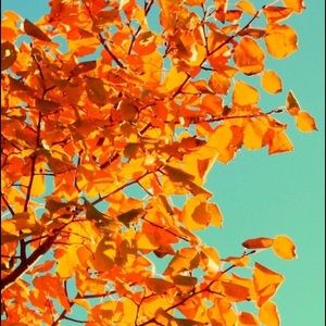 Meet your Posher, Jaz