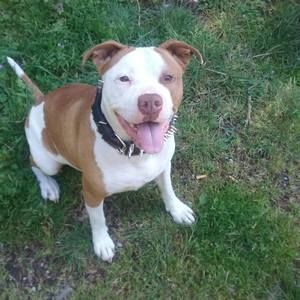 Meet your Posher, Frank