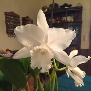 Meet your Posher, Katelyn