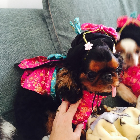 Sushi and tofu in Halloween costumes!