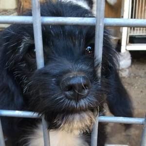 Meet your Posher, Daizy