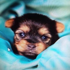 Meet your Posher, Carrie