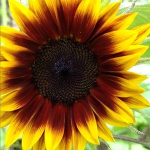 Meet your Posher, Patty