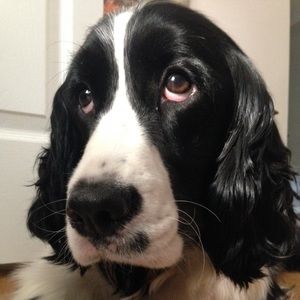 Meet your Posher, Bonnie