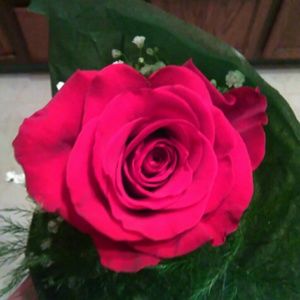 Meet your Posher, Maria