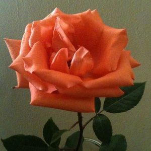 Meet your Posher, Regina