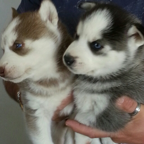 Meet your Posher, Paul - Picture 1 of 1