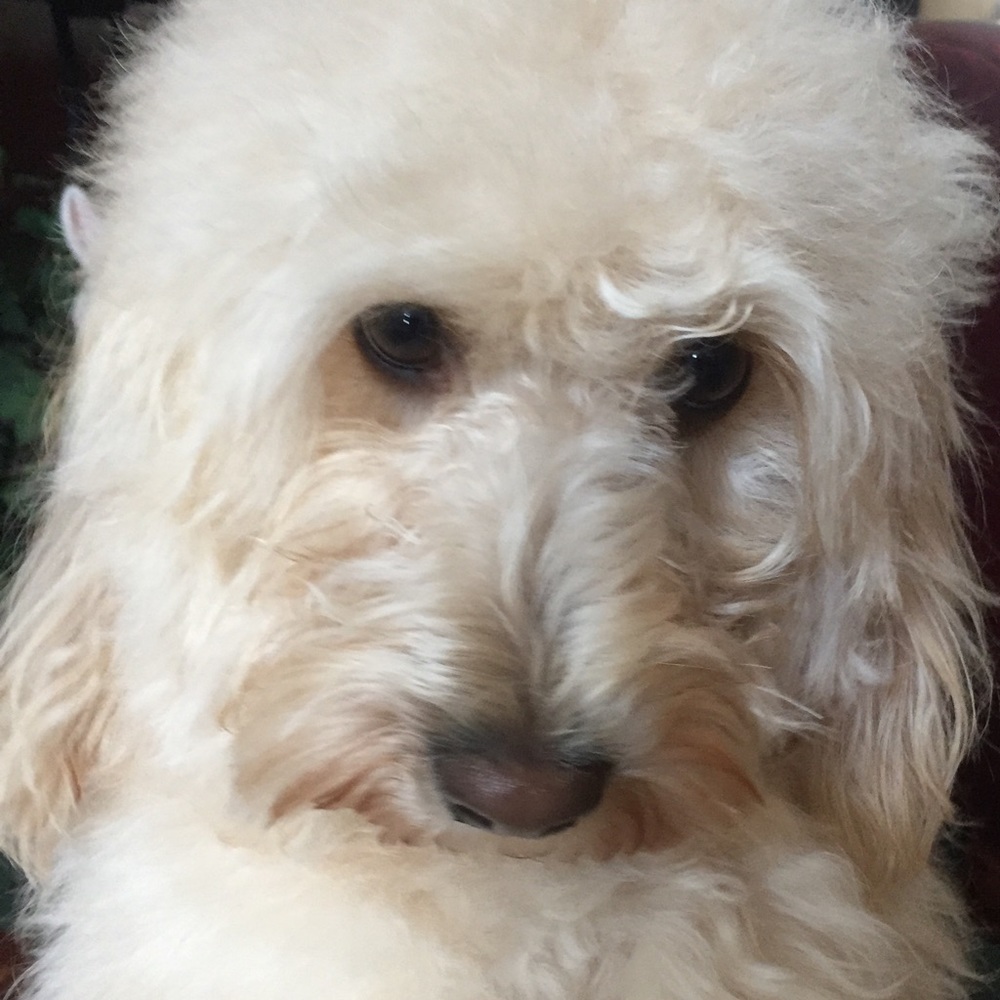 Meet your Posher, Zoey