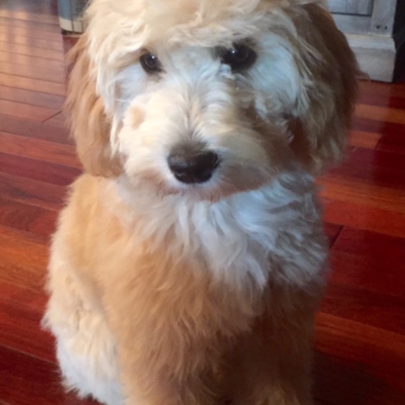 Meet your Posher, Zoey - Picture 2 of 2