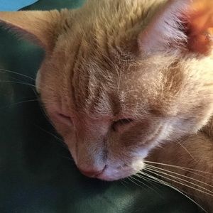 Meet your Posher, Nancy