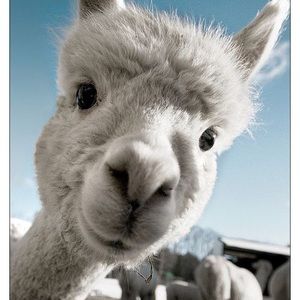 Meet your Posher, Darlene