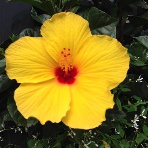 Meet your Posher, Mackenzie