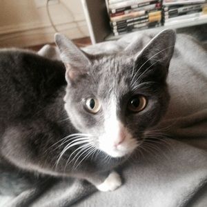 Meet your Posher, Bridgetti