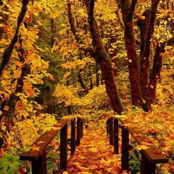 🍁🍁OPEN TO REASONABLE OFFERS🍁🍁 - Picture 1 of 1