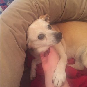 Meet your Posher, Bobbie