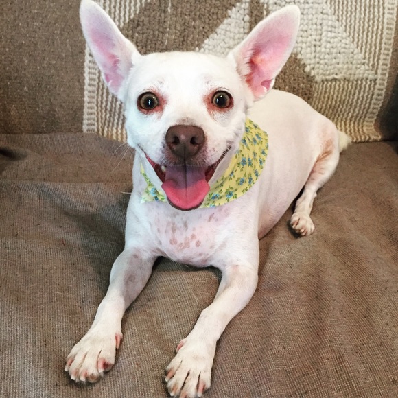 Meet your Posher, Audrey - Picture 3 of 5