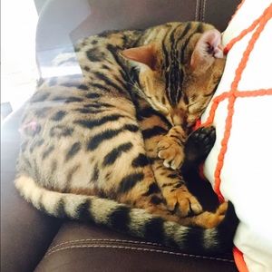 Meet your Posher, Laura