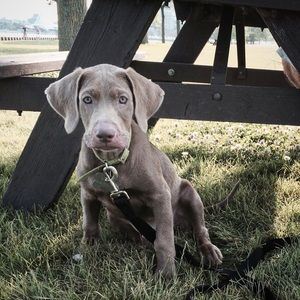 Meet your Posher, Sam