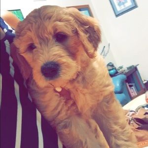 Meet your Posher, Adena