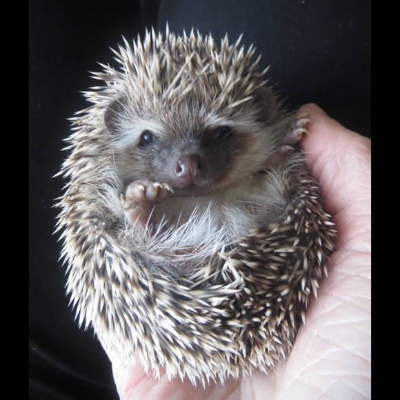 Meet your Posher! - Picture 2 of 3