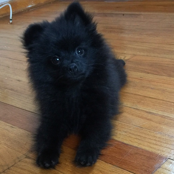 Meet your Posher, Sarah - Picture 2 of 2