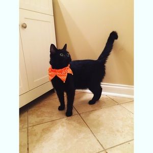 Meet your Posher, Lea