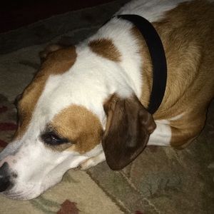 Meet your Posher, Dylan