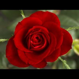 Meet your Posher, Cassandra